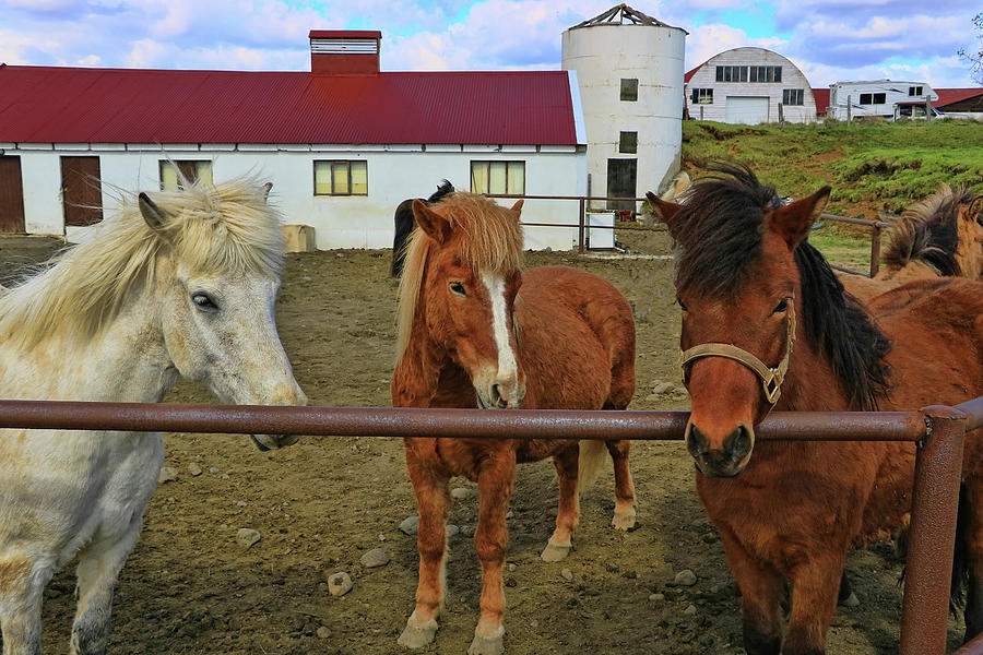Icelandic Horses # 3 Photograph by Allen Beatty