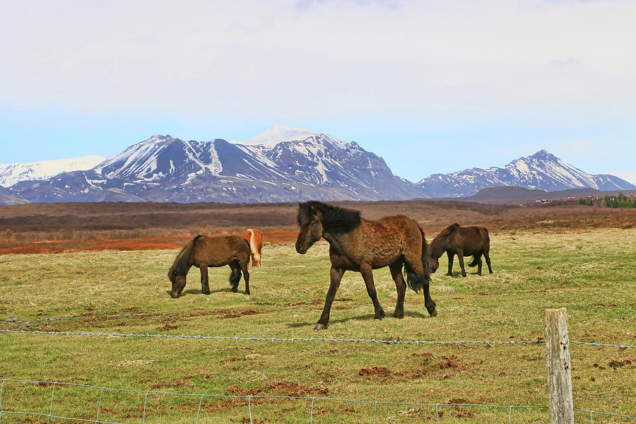 Icelandic Horses # 5 Photograph by Allen Beatty