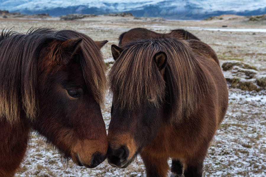 Icelandic Horses Couple Photograph by Scott Cunningham