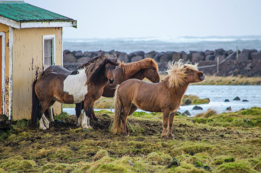 Icelandic Horses Photograph by Deborah Smolinske