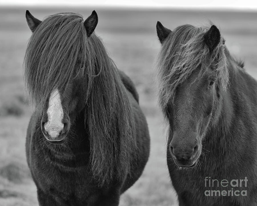 Icelandic Horses Duo Bw Photograph