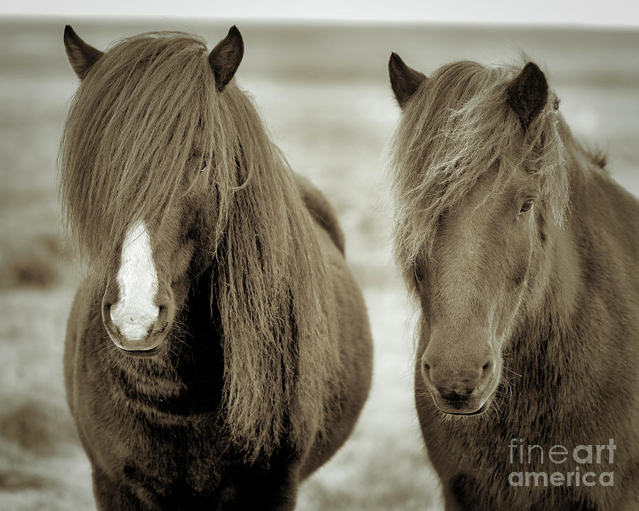 Icelandic Horses Duo Coffee Photograph by Jerry Fornarotto