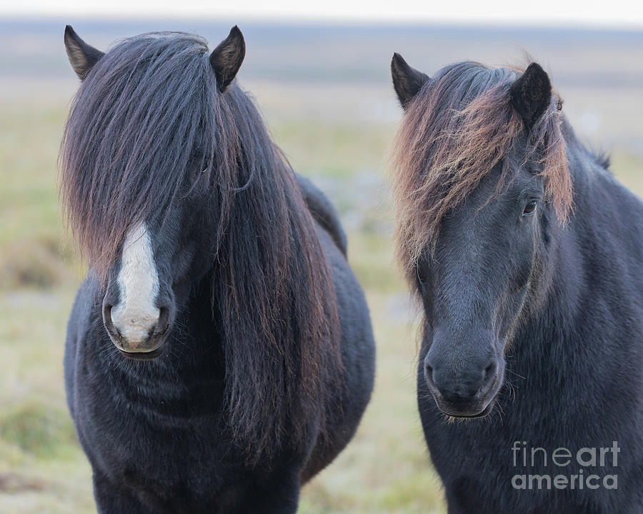 Icelandic Horses Duo Photograph by Jerry Fornarotto