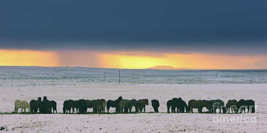 Icelandic Horses In A Winter Snowstorm Photograph