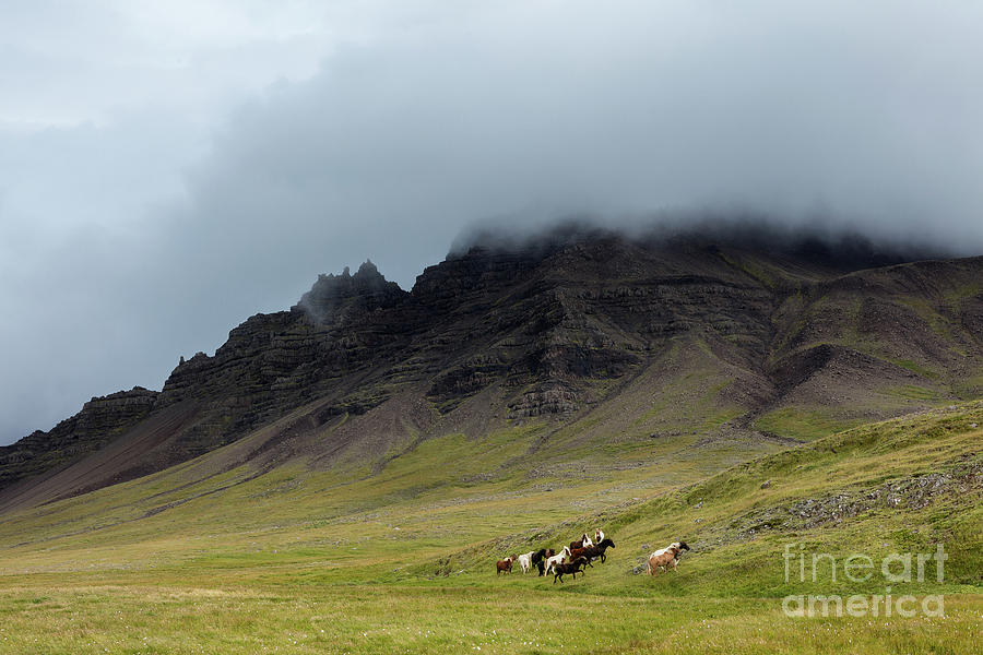 Icelandic Horses in Volcanic Landscape Photograph by Naoki Aiba