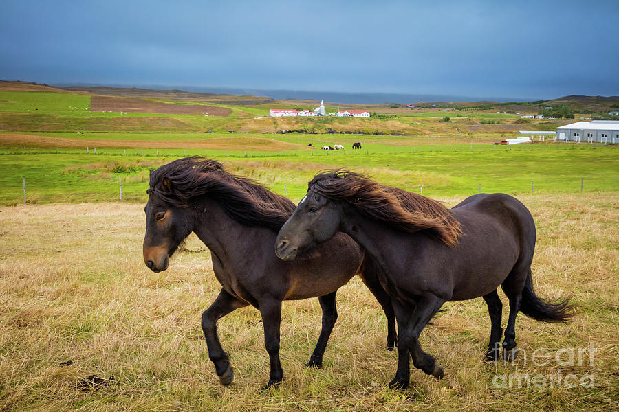 Icelandic Horses Photograph by Inge Johnsson