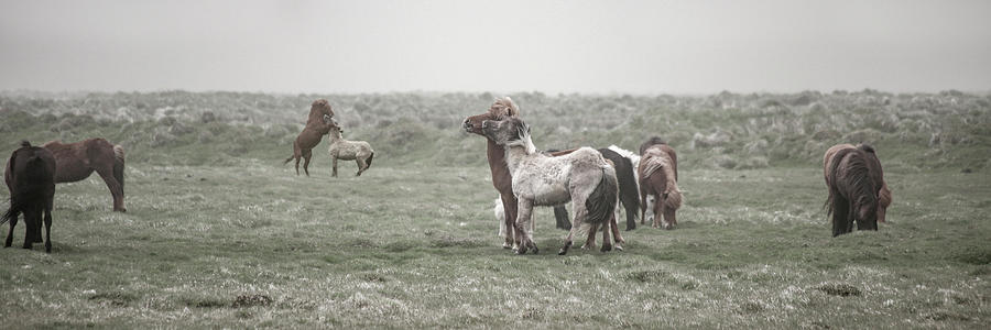 Horse Photograph - Icelandic Horses Looming Dust Storm by Betsy Knapp