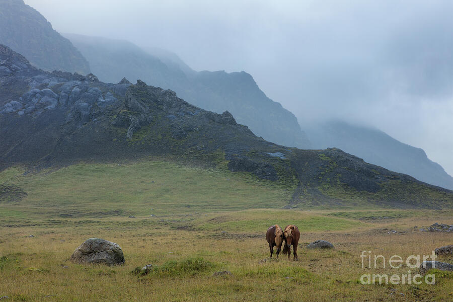 Icelandic Horses Photograph by Naoki Aiba