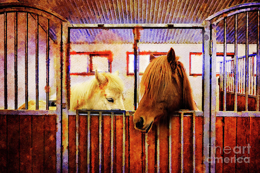 Icelandic Horses of Hester-Stables 3 Photograph by Craig J Satterlee