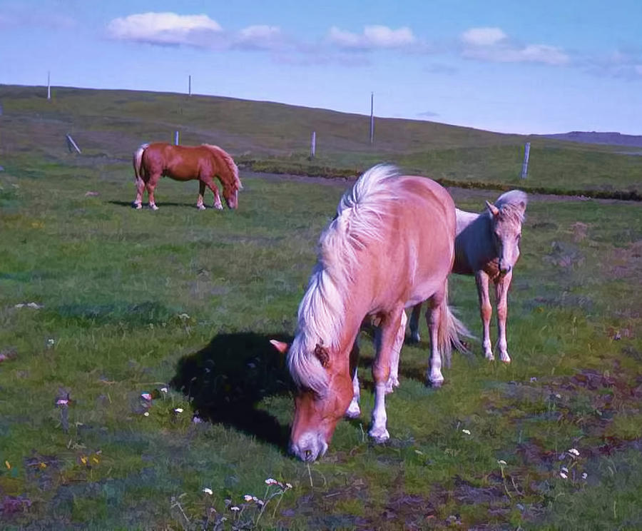 Icelandic Horses Photograph by Richard Goldman
