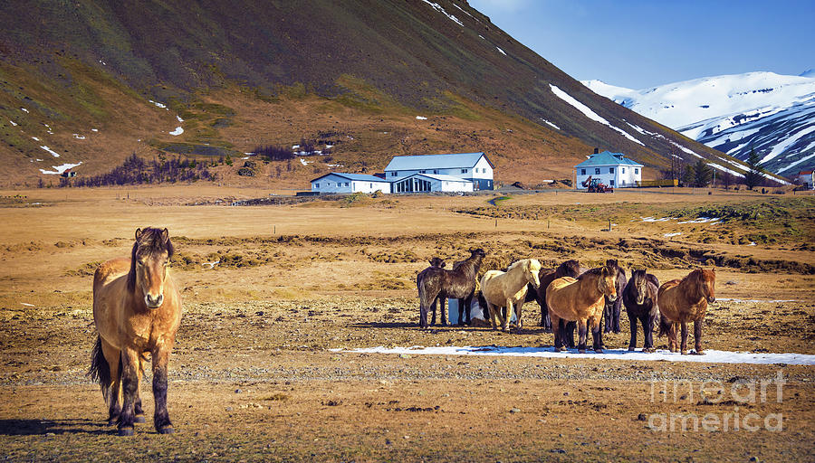 Icelandic Horses Photograph by Svetlana Sewell