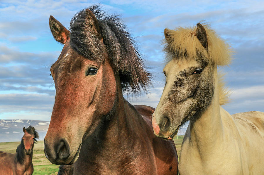 Icelandic Horses Photograph by Tom and Pat Cory