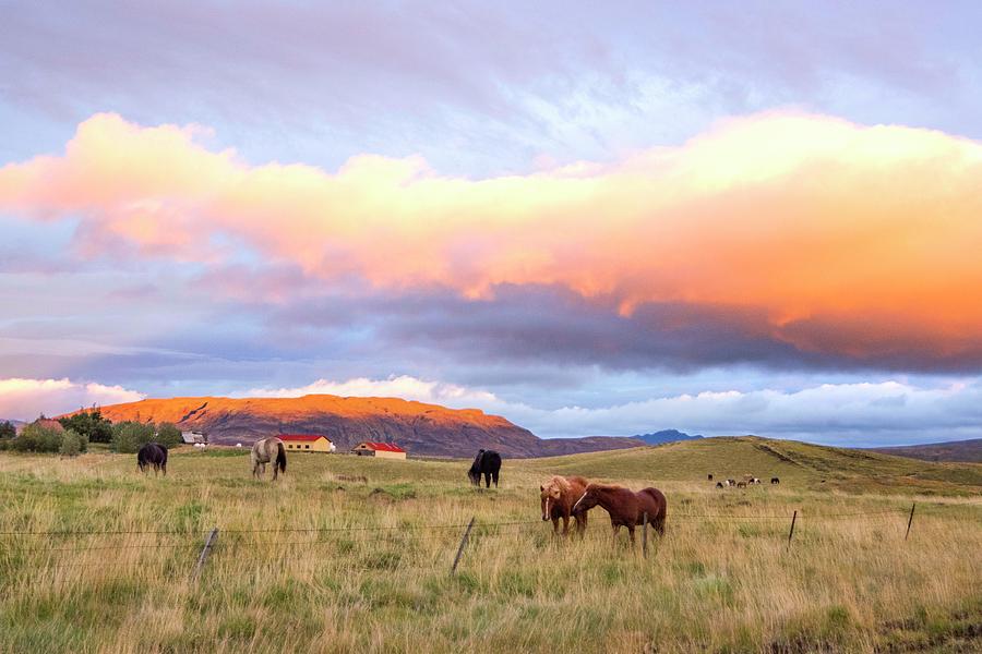 Icelandic Horses under the sunset Photograph by Brad Scott