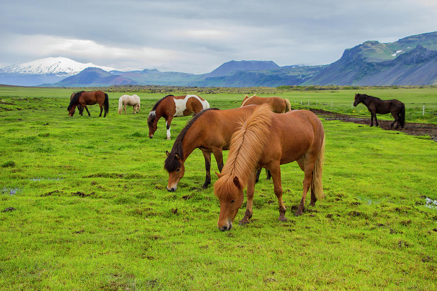 Icelandic Horses Photograph by Venetia Featherstone-Witty