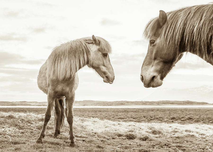 Icelandic Mare and Foal #2 Photograph by Tom and Pat Cory