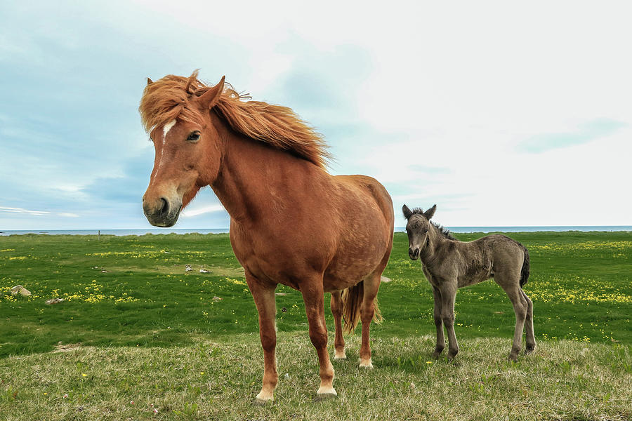 Icelandic Mare and Foal Photograph by Tom and Pat Cory