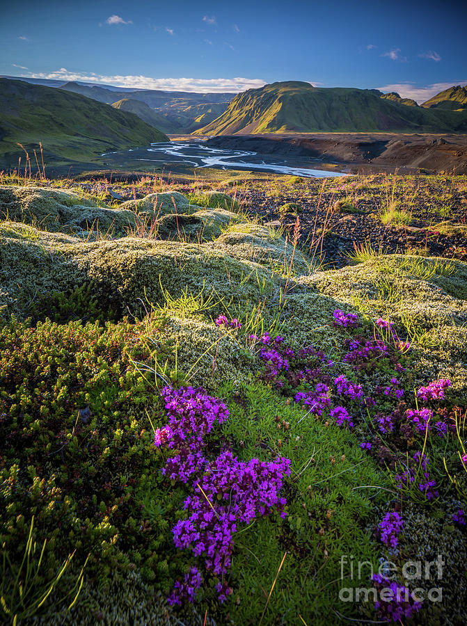 Icelandic Moss Photograph by Inge Johnsson