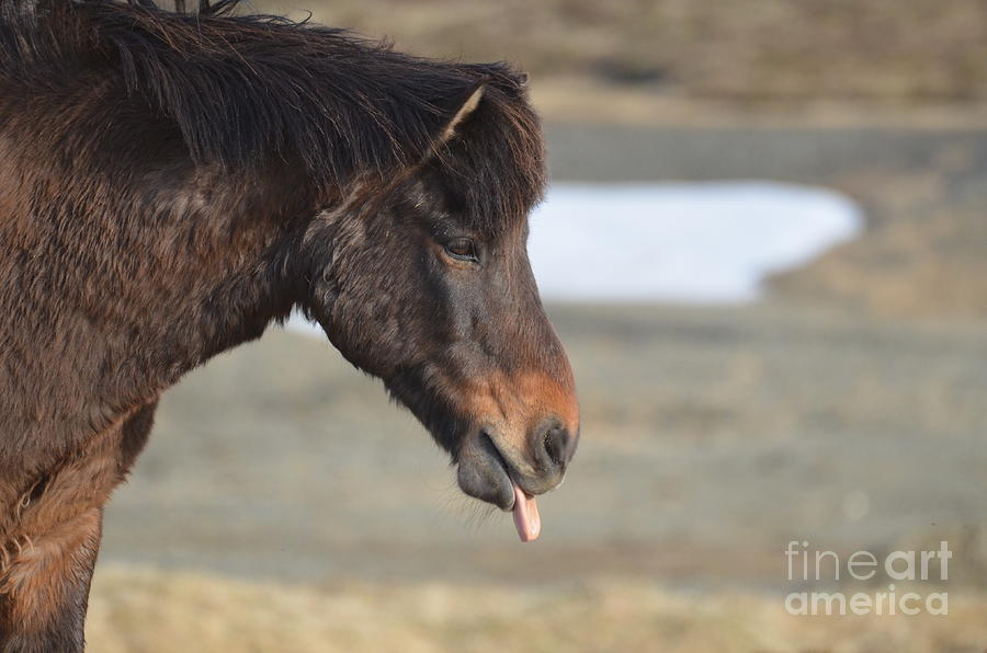 Icelandic Pony with his Tongue Out Photograph by DejaVu Designs