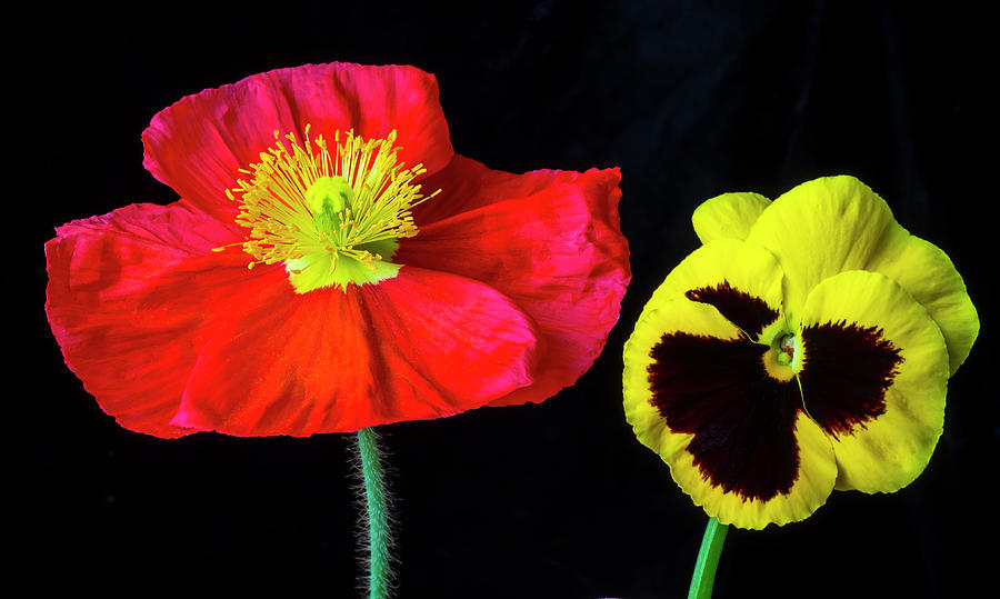Icelandic poppy And Pansy Photograph by Garry Gay