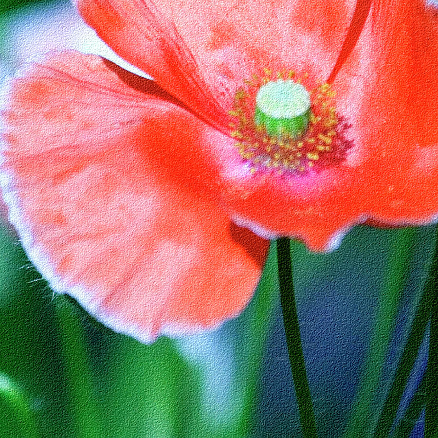 Flower Photograph - Icelandic Poppy by Bonnie Bruno