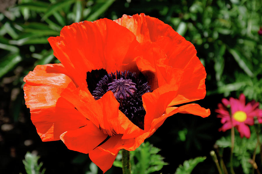 Icelandic Poppy Photograph by Marni Moore - Fine Art America