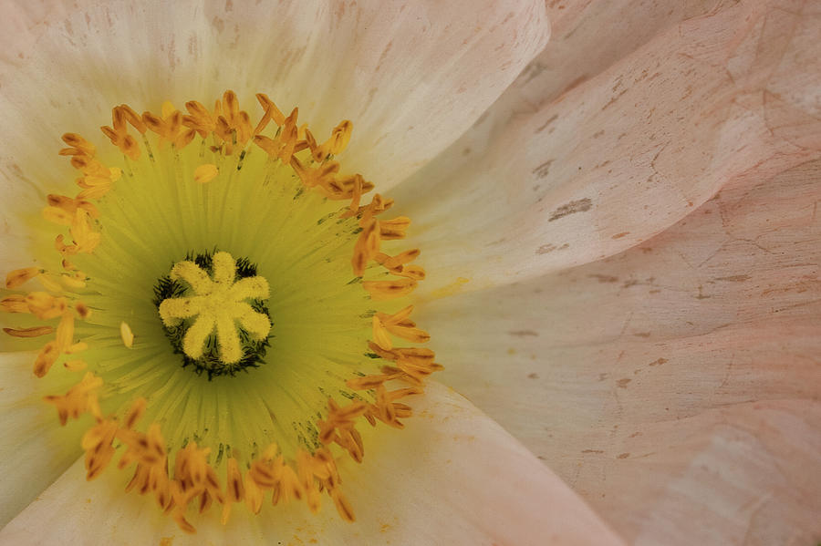 Icelandic Poppy Photograph by Roger Mullenhour