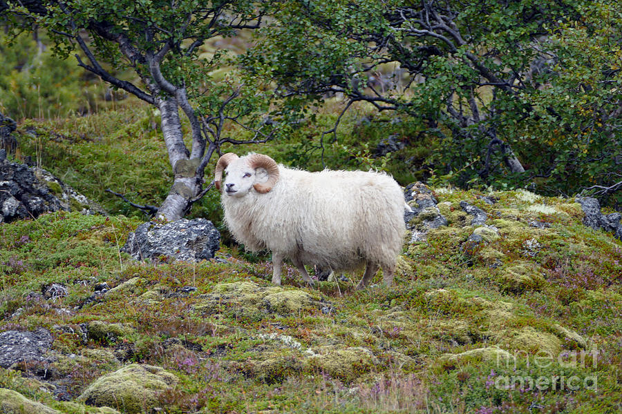 Icelandic Ram Photograph