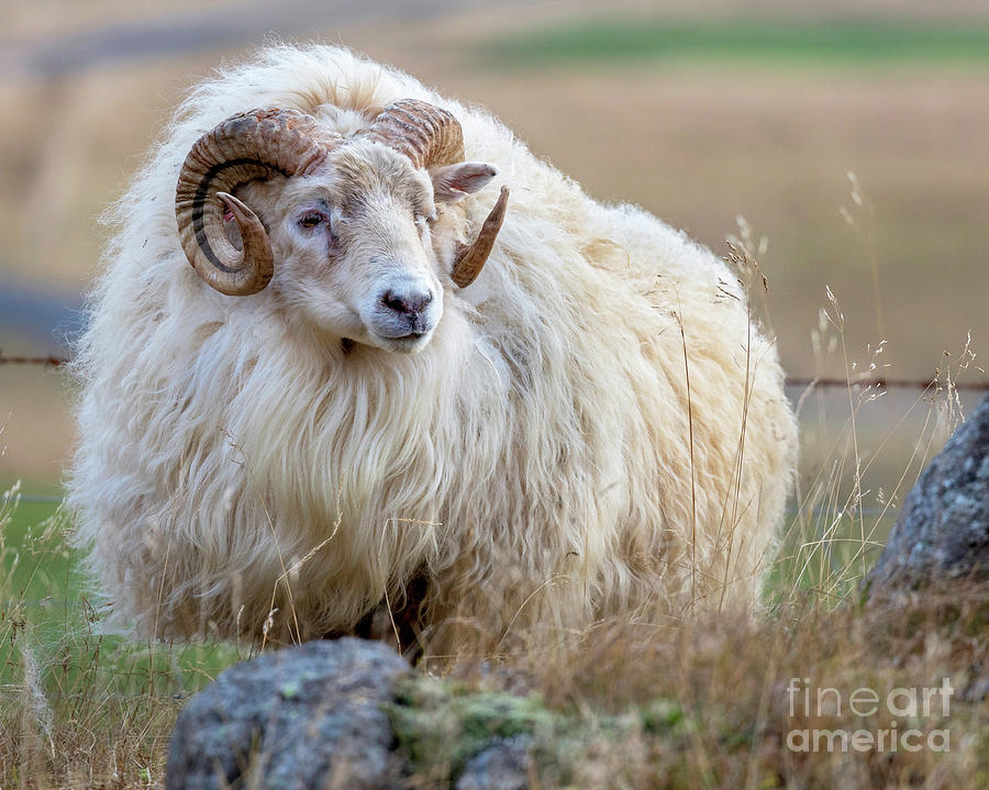 Icelandic Ram Photograph by Jerry Fornarotto
