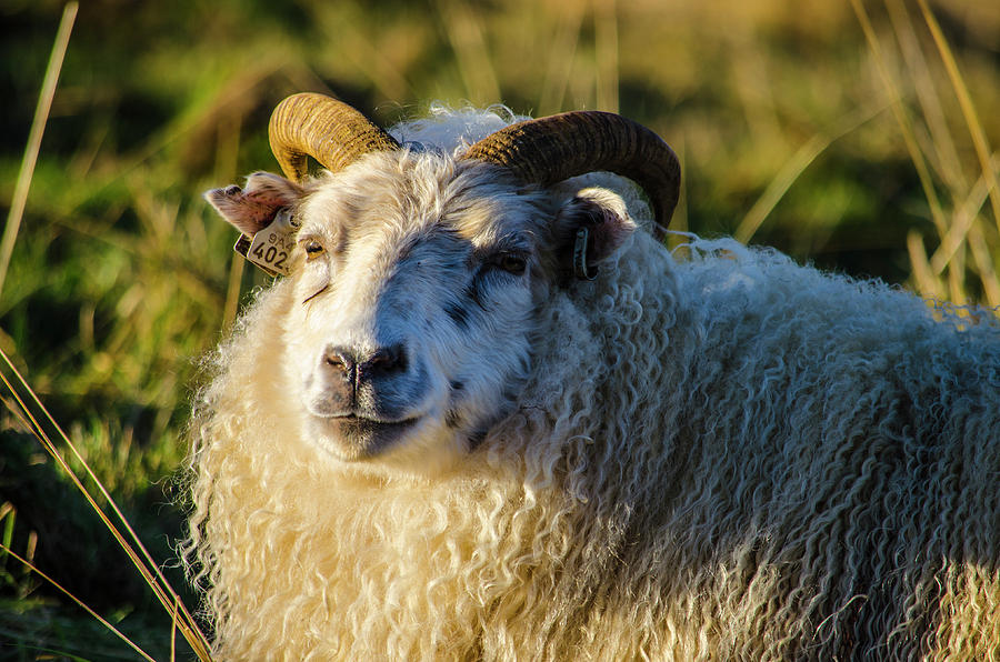 Icelandic Sheep 1 Photograph by Deborah Smolinske