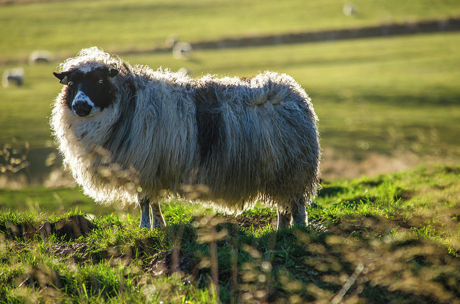 Icelandic Sheep 2 Photograph by Deborah Smolinske
