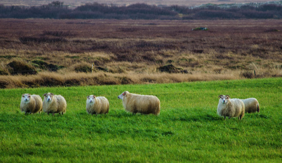 Icelandic Sheep 3 Photograph by Deborah Smolinske