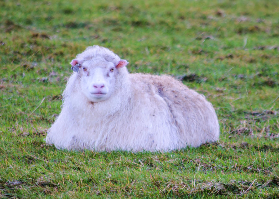 Icelandic Sheep 4 Photograph by Deborah Smolinske