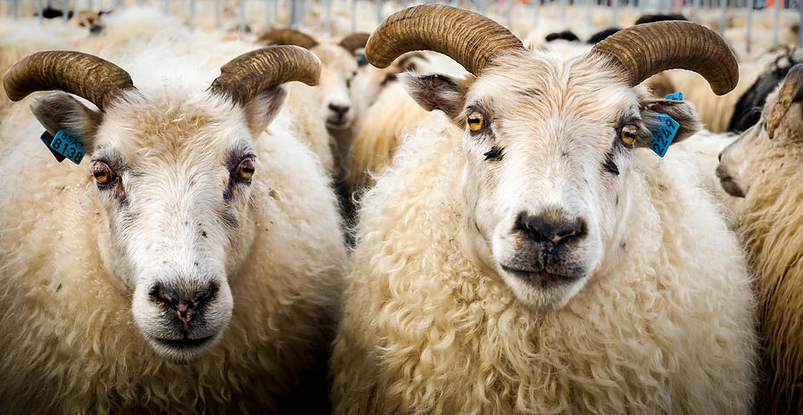 Wildlife Photograph - Icelandic sheep by Birgitta Stefansdottir
