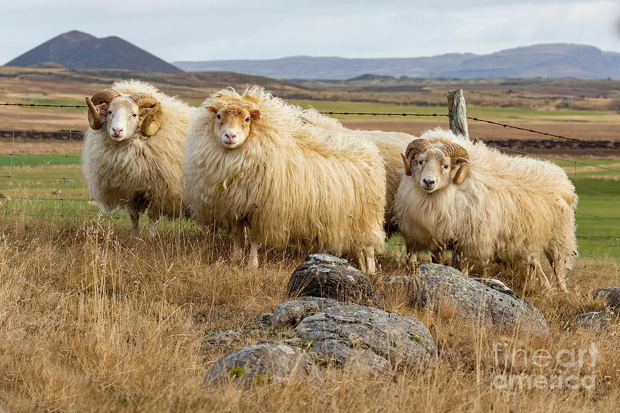 Icelandic Sheep Photograph by Jerry Fornarotto