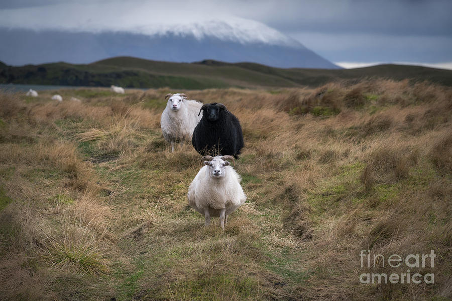 Icelandic Sheep Photograph by Michael Ver Sprill
