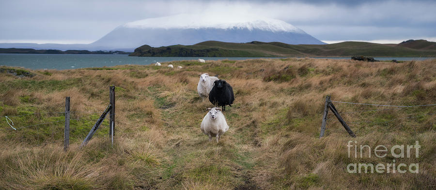 Icelandic Sheep Panorama Photograph by Michael Ver Sprill