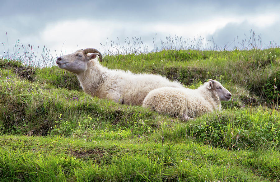 Icelandic Sheep Photograph by Venetia Featherstone-Witty