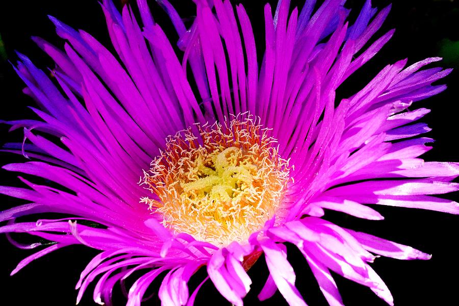 Iceplant of Enduring Beauty Photograph by KJ Swan