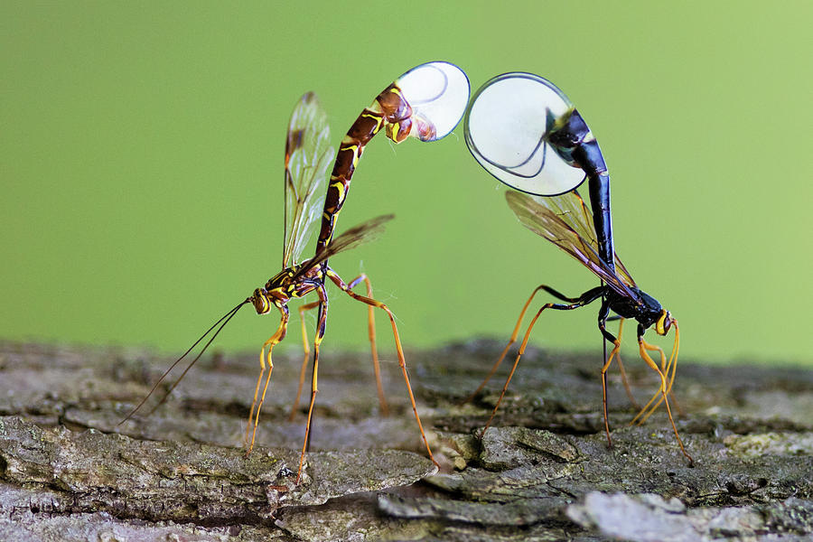 Ichneumon wasps Photograph by Mircea Costina Photography