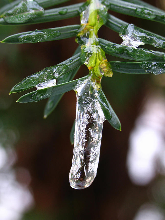 Icicle  Photograph by Juergen Roth