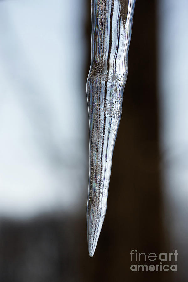 Icicle Photograph by Michael Ver Sprill