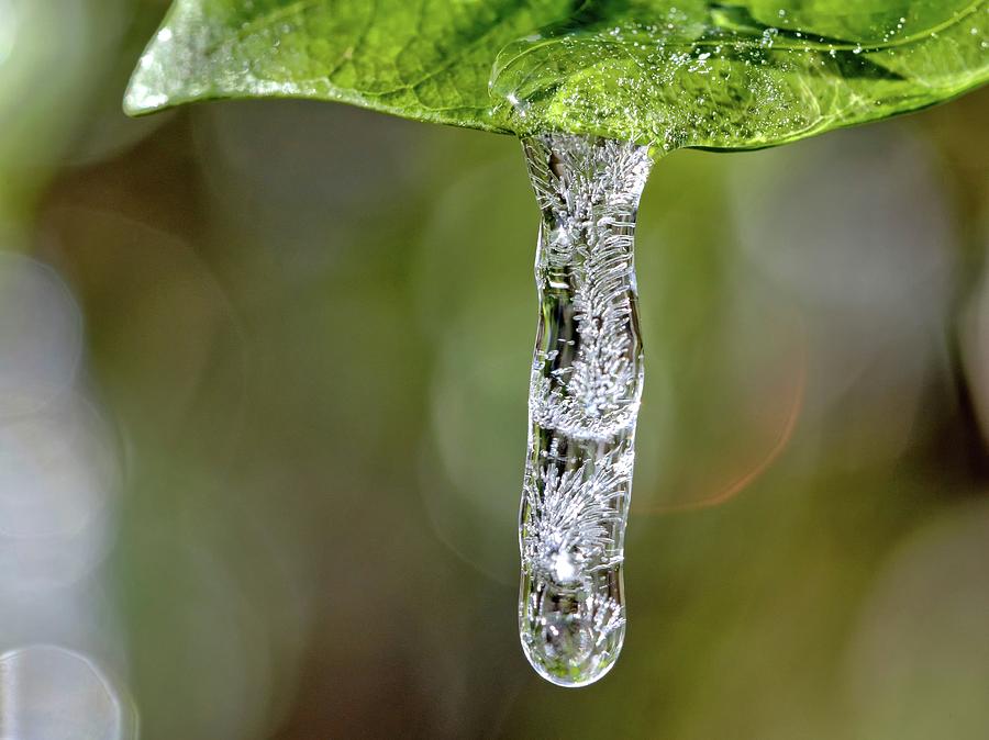 Icicle on Gardenia Leaf Photograph by Ludwig Keck
