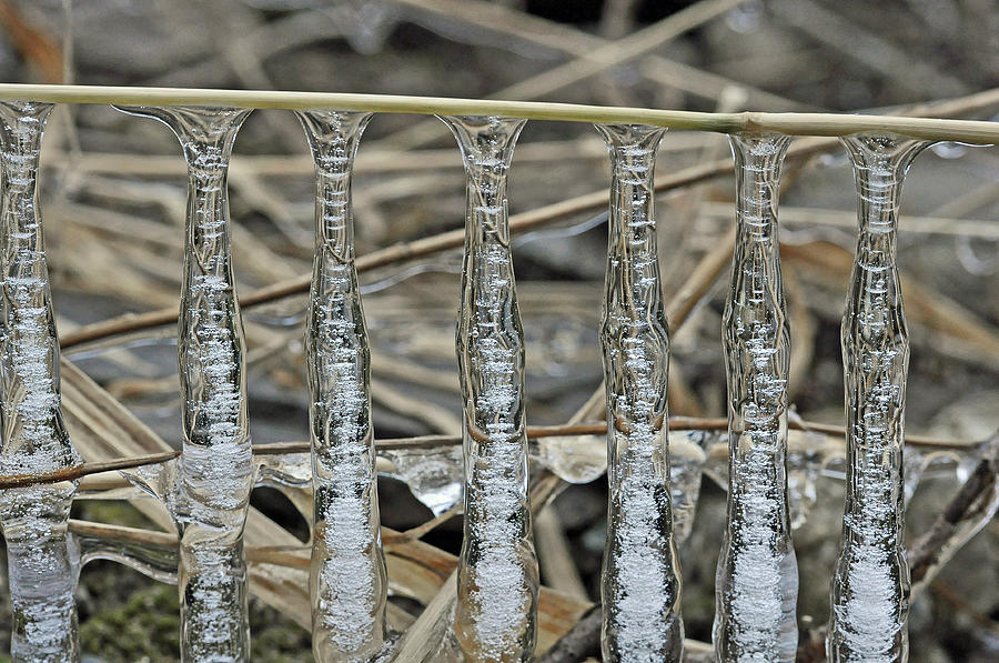 Icicles On A Stick Photograph by Glenn Gordon