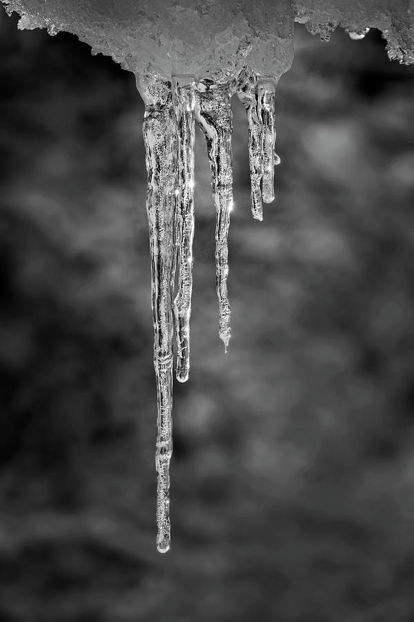 Icicles - 365-339 Photograph by Inge Riis McDonald