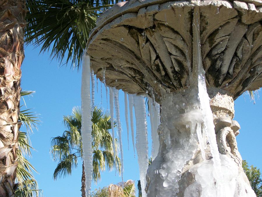 Icicles in a Palm Filled Sky Number 1 Photograph by Heather Kirk