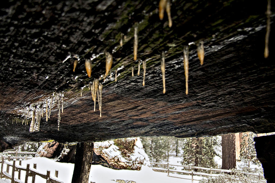 Icicles in the Tree Photograph by David Martin