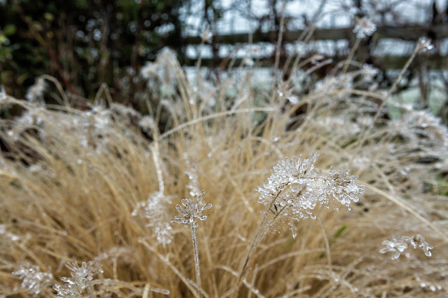 Icicles on Ornamental Grass, No. 2 Photograph by Belinda Greb