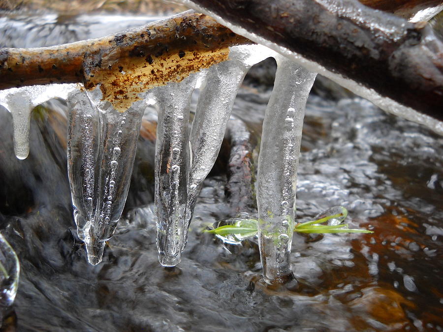 Icicles on Sticks Over a Stream Photograph by Kent Lorentzen