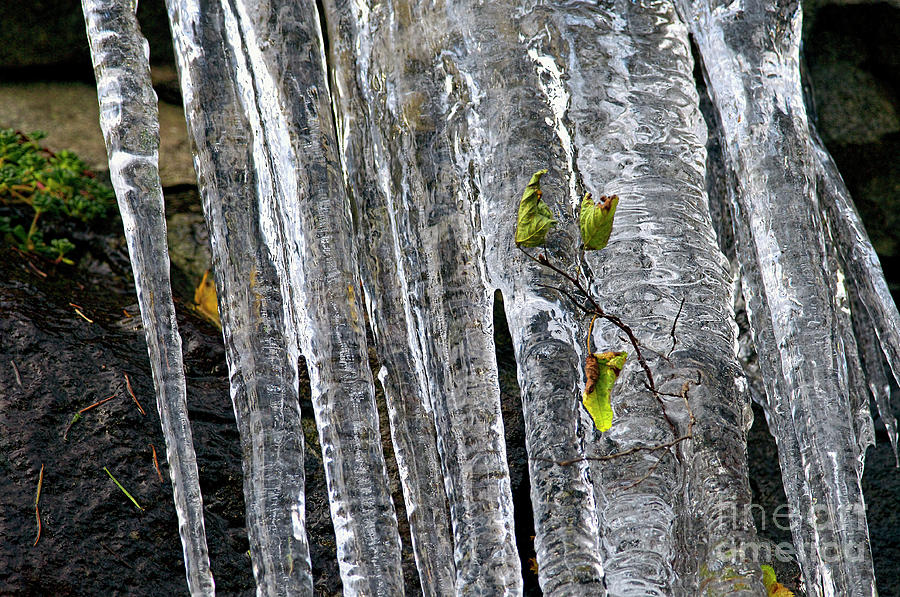 Icicles Photograph by Sharon Talson