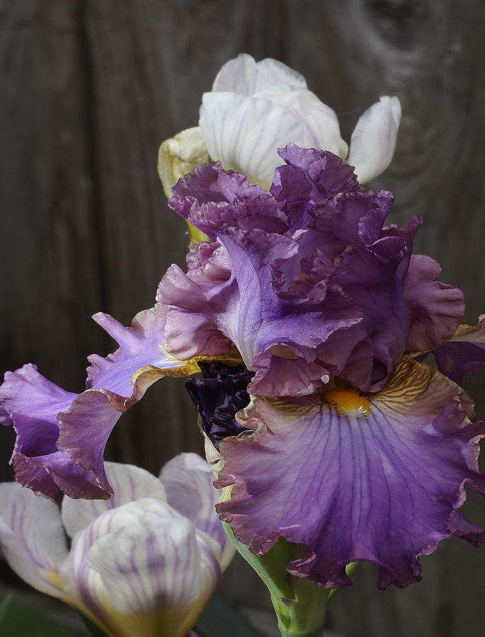 Icing on Lavender Iris Photograph by Richard Thomas